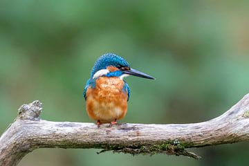 IJsvogel (Alcedo atthis) van Dirk Rüter