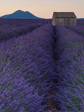 Een oud schuurtje tussen de lavendelvelden in de Provence van Hillebrand Breuker