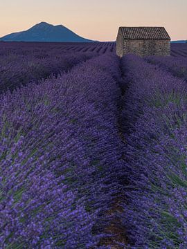 Ein alter Schuppen inmitten von Lavendelfeldern in der Provence von Hillebrand Breuker