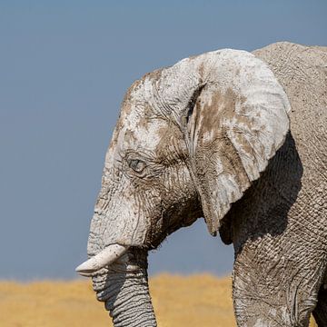 Wilder Elefant von Omega Fotografie