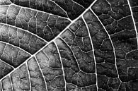 LEAF STRUCTURE no2 BLACK  AND WHITE van Pia Schneider thumbnail