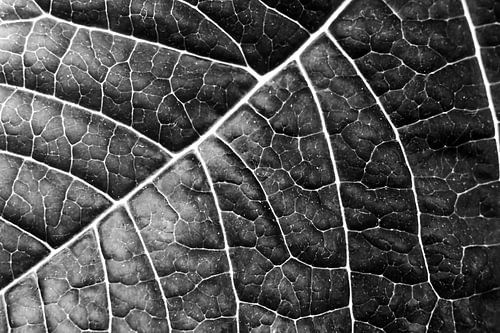 LEAF STRUCTURE no2 BLACK  AND WHITE