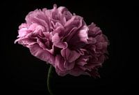 Poppy