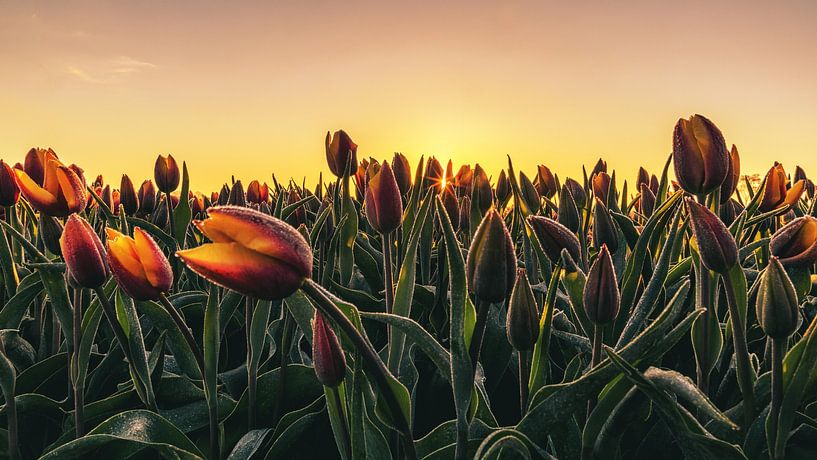 Tulpenfeld in Holland. von Anneke Hooijer