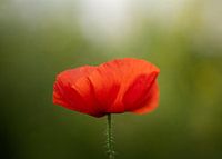Poppy
