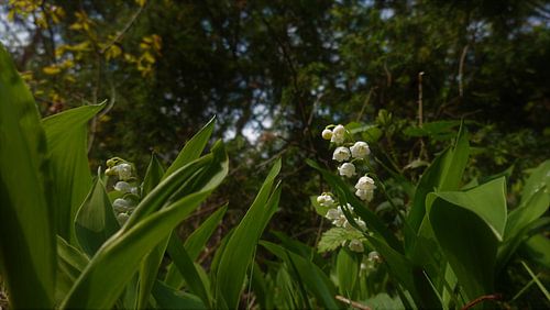 Skyline of the forest