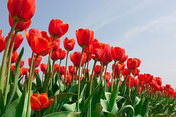 Rode tulpen tegen achtergrond van een helder blauwe lucht van Henk van den Brink