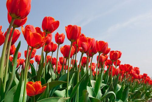 Rode tulpen tegen achtergrond van een helder blauwe lucht
