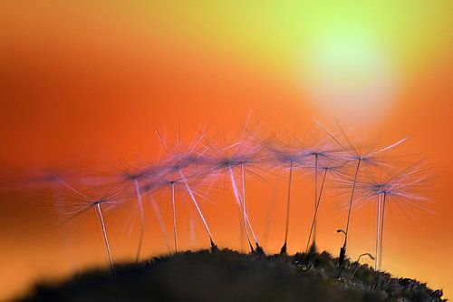 Paardenbloem mini landscap