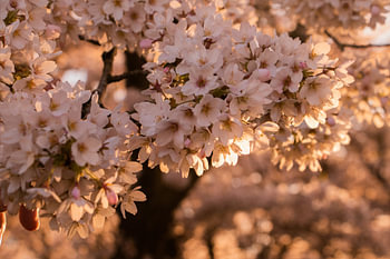 Japanse bloesem in het Amsterdamse Bos.