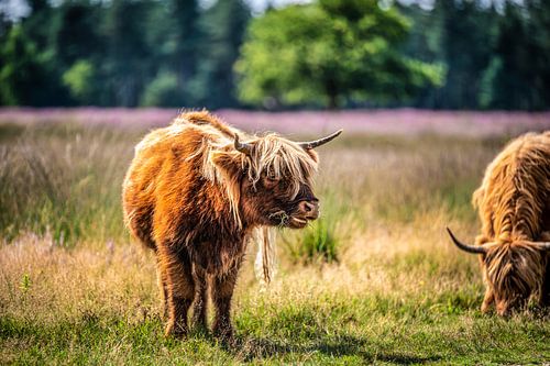 Scottish Highlander in the Somerense Vennen