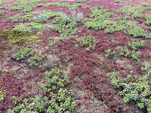 Was ist gut und was ist schlecht? von Faya Zschuschen