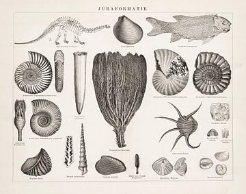 Antiker Druck mit Fossilien aus der Jura-Formation von Studio Wunderkammer