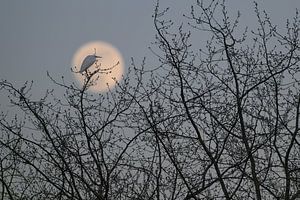 Zilverreiger bij de opkomende maan