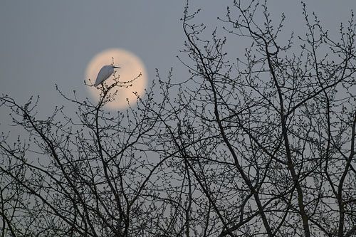 Zilverreiger bij de opkomende maan