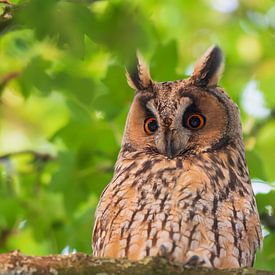 Long-eared owl by Samuel Houcken