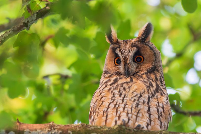 Long-eared owl by Samuel Houcken