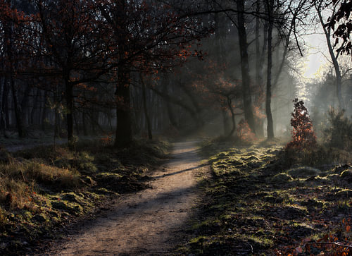 Morning light