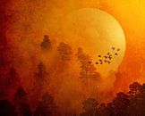 Moonlight Shadows van Marja van den Hurk thumbnail