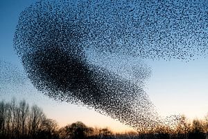 Schwarm von Staren (Sturnus vulgaris)