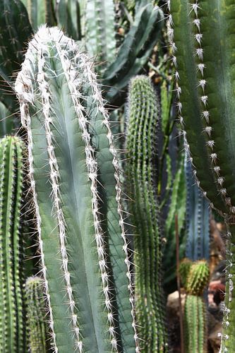 Cactus verzameling in diverse groentinten.