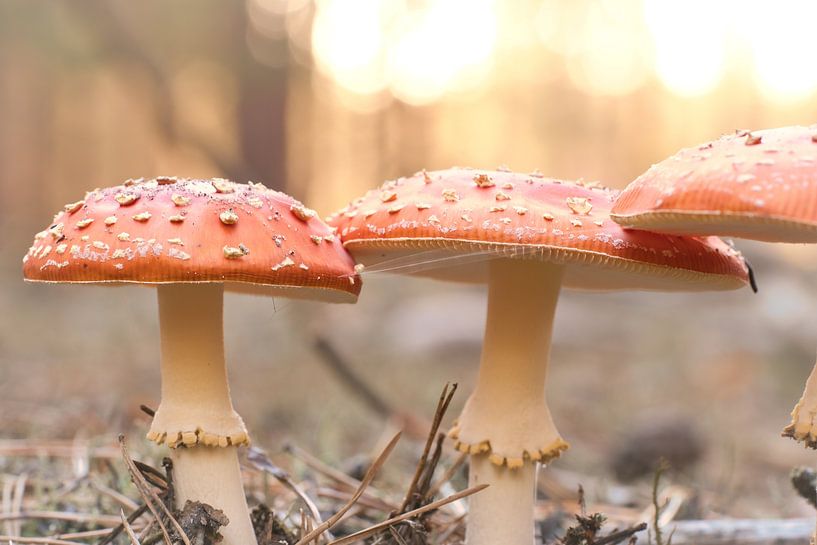 Delicate white red toadstool, on the forest floor. by Martin Köbsch