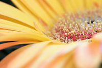 Gerbera jaune