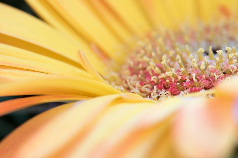 Gerbera jaune par Lisanne