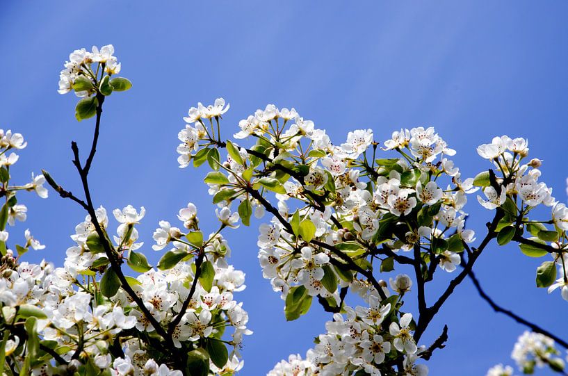 Weiße Frühlingsblüte gegen einen blauen Himmel. von Jessica Berendsen