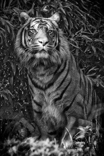 Siberian tiger by Tilly Meijer