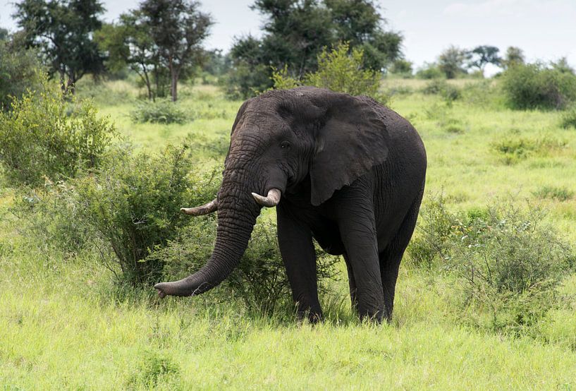 big elephant in kruger park par ChrisWillemsen