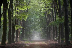Nebliger Waldweg an einem Sommerabend