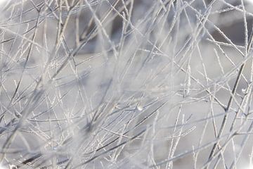 White silence by Christina Bauer Photos