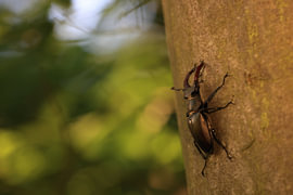 Lunatier mâle sur l'écorce d'un chêne dans une forêt de feuillus, Bade-Wurtemberg, Allemagne sur Frank Fichtmüller