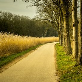 De Ooijpolder bij Nijmegen van Maerten Prins