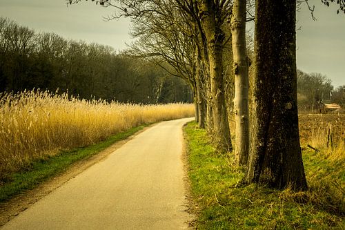 De Ooijpolder bij Nijmegen van Maerten Prins
