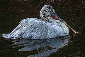 Close up van een prachtige zwemmende pelikaan van Isabella Robbeson
