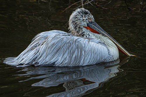 Nahaufnahme eines schönen schwimmenden Pelikans
