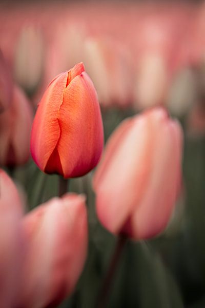 Closeup of a closed pink tulip by 7.2 Photography