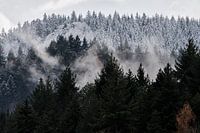 Zwarte Woud in de winter
