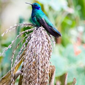 Colibri by Kevin Van Haesendonck