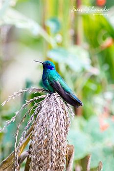 Colibri