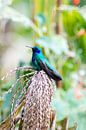 Colibri von Kevin Van Haesendonck Miniaturansicht