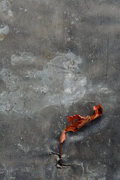 Krulblaadje op zink, stilleven van Fifiane Broeken