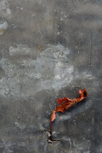 Curly leaf on zinc by Fifiane Broeken