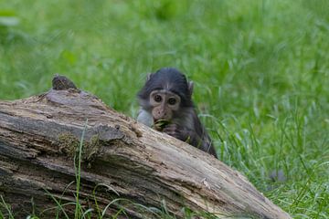 Baby aap aan de bezigheidstherapie #1 van Selwyn Smeets - SaSmeets Photography