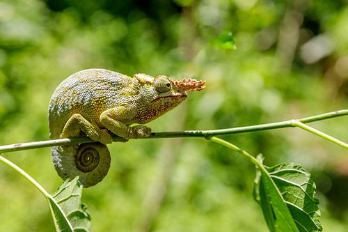 Kilimanjaro kameleon op een tak in Tanzania