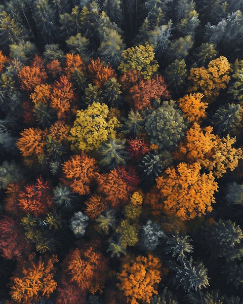 Romantischer Herbstwald von fernlichtsicht