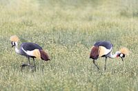 Deux grues sur le terrain en Tanzanie