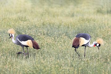 Twee kraanvogels in het gras in Tanzania van Stories by Dymph